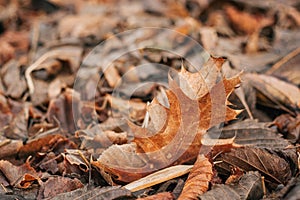 Autumn leave in the forest