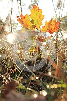 Autumn Leave little tree