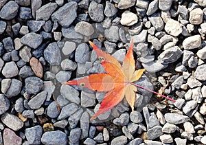 Autumn leave on the rocks