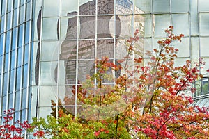 Autumn leave and skyscraper reflect in windows.