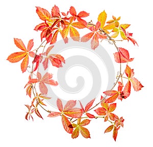 Autumn leaveas wreath isolated on white photo