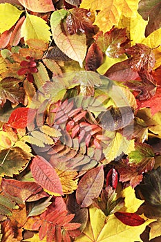 Autunno foglie 