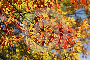 Herbst Blätter 