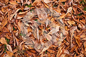 Autumn leaves