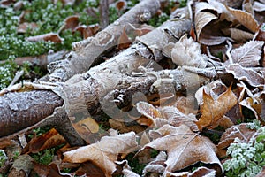 Autunno foglie 