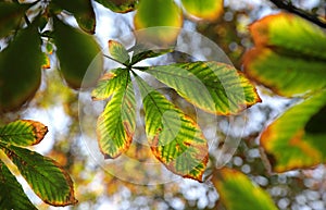 Autumn leaves