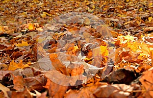 Autumn leaves