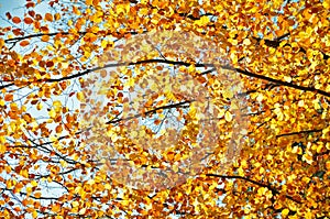 Autumn leaves