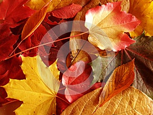 Autumn leaves photo