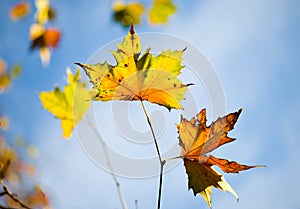 Autumn Leaves