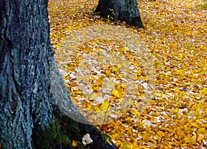 Autumn leaves