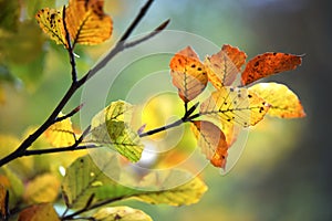 Autumn leaves