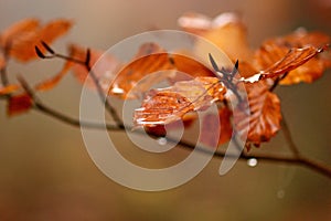 Autumn leaves