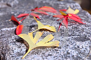 Autumn leaves