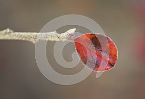 Autumn leaves