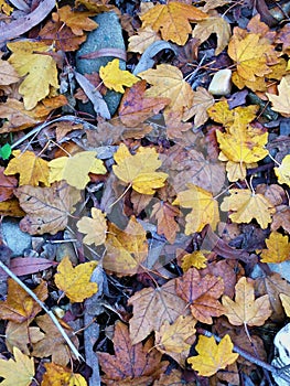 Autumn Leaves