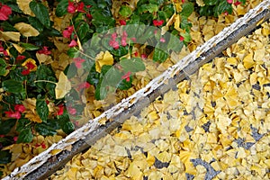 Autumn leaves