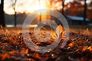 Autumn leaves adorn sun kissed grass, creating a beautifully toned morning scene photo