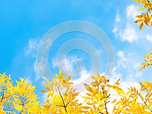 Autumn leaves against blue sky