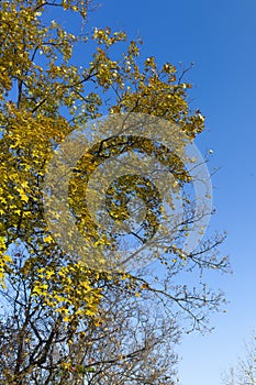 Autumn leaves against blue sky