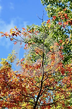 Autumn leaves against a blue sky