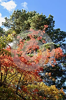 Autumn leaves against a blue sky