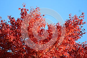 Autumn Leaves Against A Blue Sky