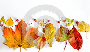 Autumn leaves against a white background