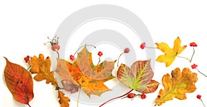 Autumn leaves against a white background