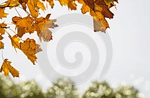 Autumn leaves against white sky background, Yellow and brown autumn foliage with gloomy could sky. Bright orange leaves in fall