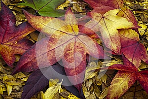 Autumn leaves of American Sweetgum Liquidambar styraciflua