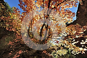 Autumn Leaves on Angel& x27;s Landing Trail in Zion National Park