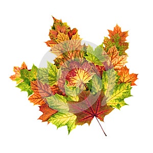 Autumn leaves arranged as a single maple leaf