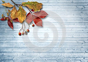 Autumn leaves and ashberry over wooden background with copy spac