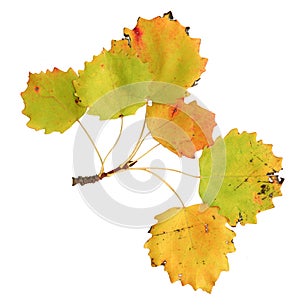 Autumn leaves of an aspen, top surface