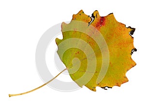 Autumn leaves of an aspen, top surface
