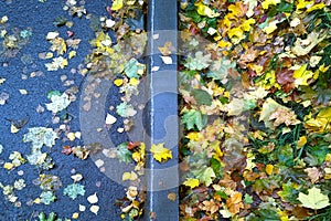 Autumn leaves on the asphalt