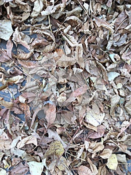 Autumn leaves on the asphalt. Autumn mood. Abstract natural texture.