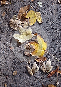 Autumn leaves on the asphalt of the street