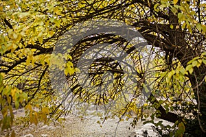 Autumn leaves in autumn colours and lights