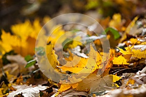 Autumn leaves in autumn colours and lights