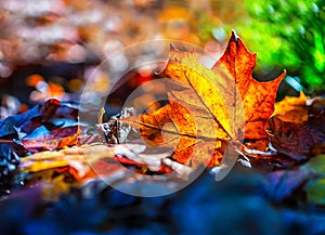 Autumn leaves in autumn colours and lights