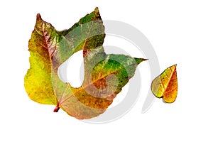 Autumn leaves. Autumn leaves heart. Autumn leaves on white background. Color autumn leaves. Autumn hearts for love. Autumn leaves