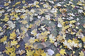 Autumn leaves background