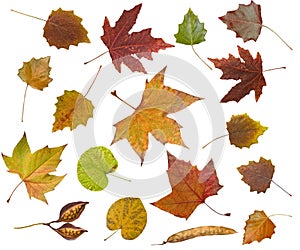 Autumn leaves background