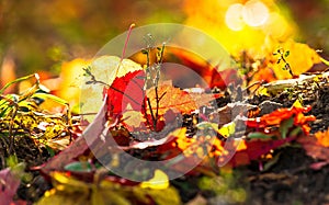 Autumn leaves on a background