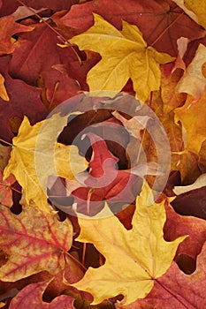 Autumn leaves background