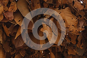 Autumn leaves background