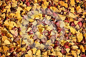 Autumn leaves background