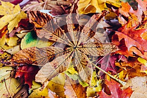 Autumn leaves background